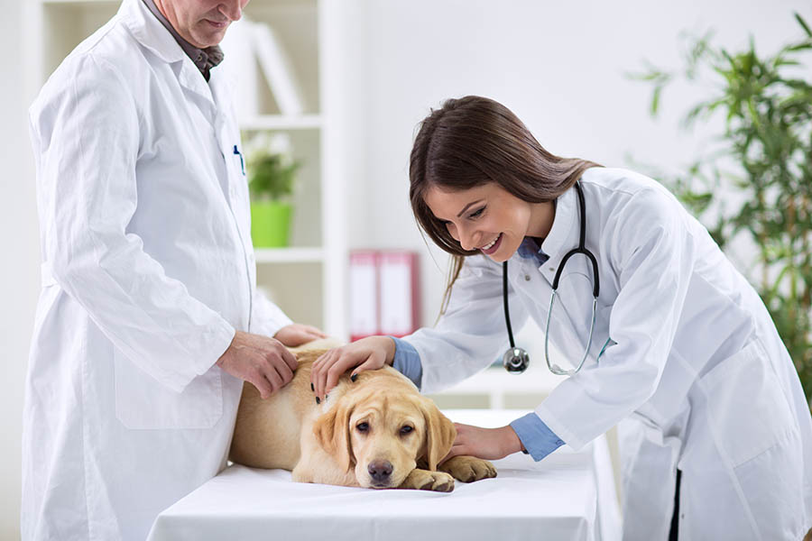 ambulatorio cani veterinario professionista san dona