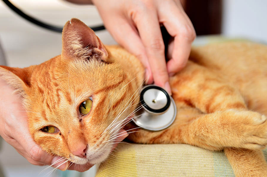 ambulatorio veterinario per gatti cani conigli