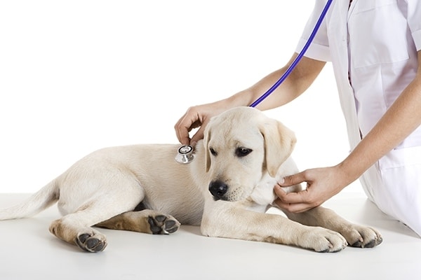 ambulatorio veterinario pronto soccorso san donà di piave