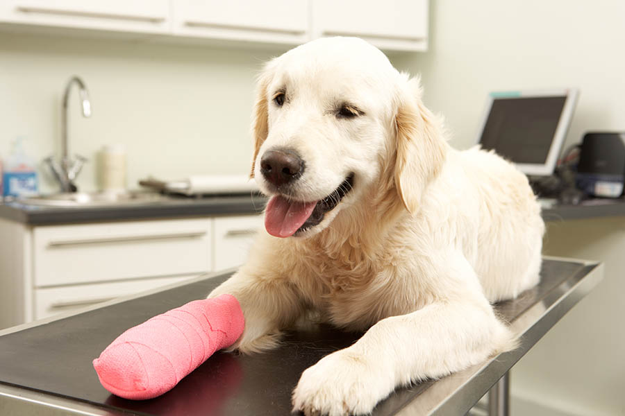 veterinario a san donà di piave